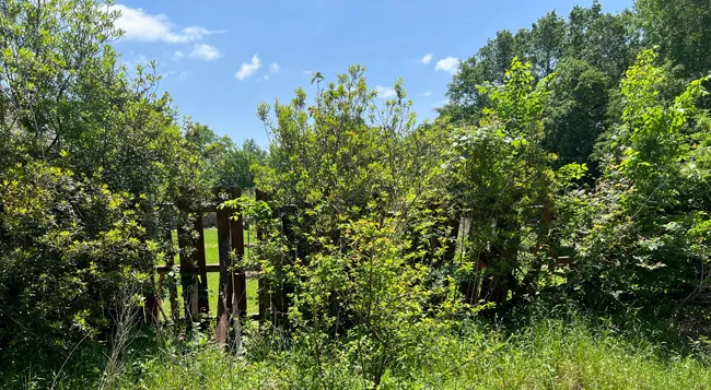 This old fence is a goner, time to remove it